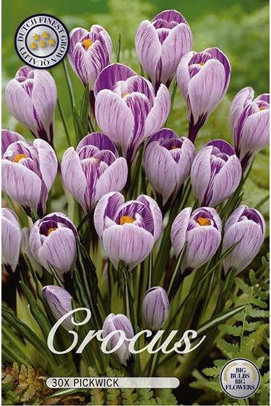 Crocus Pickwick 30-pakning